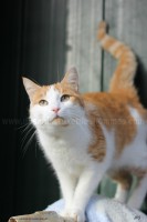 /album/galerie-de-photos-matous/chat-doe2-jpg/